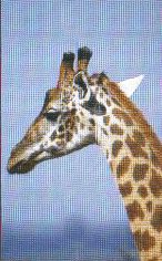 Safari wildlife