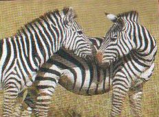 Wildlife in Nigeria
